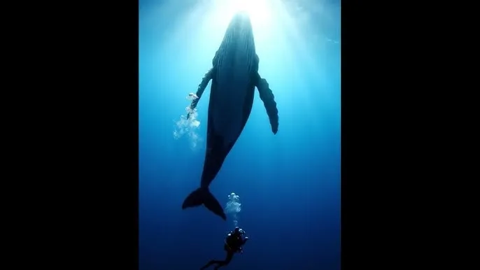 爱田ミナミ - 深蓝星球：探索海洋深处的未知世界